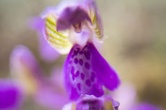 Orchis bouffon