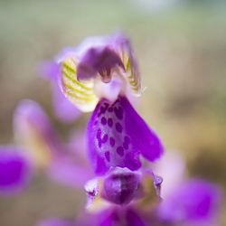 Orchis bouffon