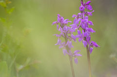 Orchis mâle