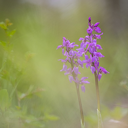 Orchis mâle