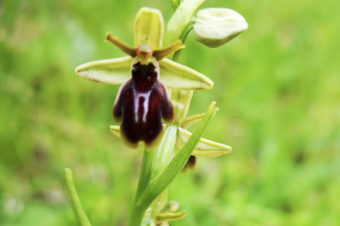 Hybrides de l’Aveyron