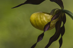 Stage photo : Cypripedium