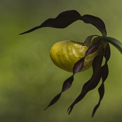 Stage photo : Cypripedium