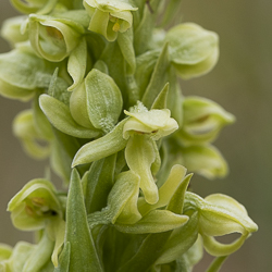 Orchidées d’Islande