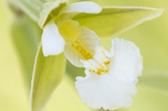 Epipactis des marais