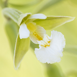 Epipactis des marais