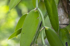 Vanille des Seychelles