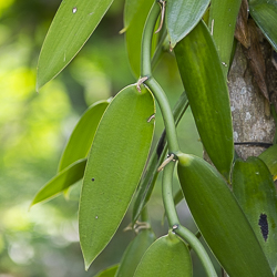 Vanille des Seychelles