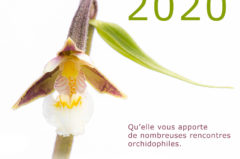 Nos meilleurs vœux 2020