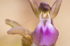 Orchis des collines