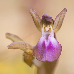 Orchis des collines