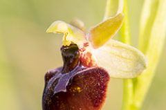 Hybride d’Ophrys