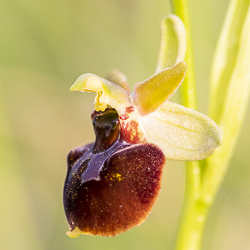 Hybride d’Ophrys