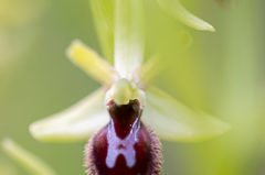 Ophrys araneola