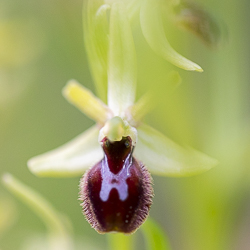 Ophrys araneola