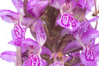 Orchis incarnat