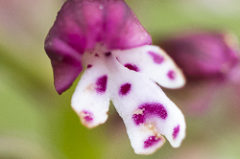 La fin des Orchis brûlés