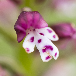 La fin des Orchis brûlés