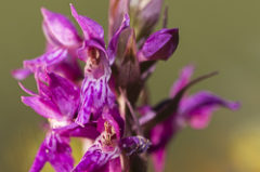 Petit Orchis de mai