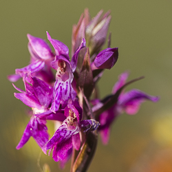 Petit Orchis de mai