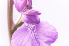 Orchis des marais