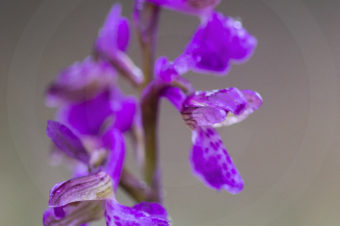 Orchis mâle vs Orchis bouffon