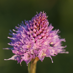 L’Orchis globuleux