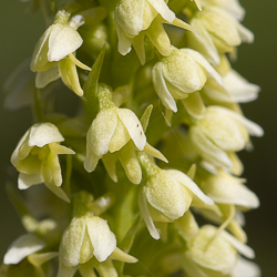 Orchidées de montagne