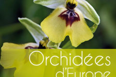 Orchidées d’Europe et de Méditerranée