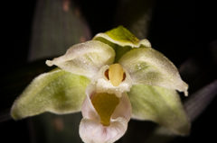 Epipactis