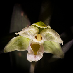 Epipactis
