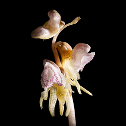 Epipogon sans feuille