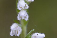 Goodyère rampante