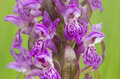 Orchis incarnat