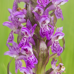 Orchis incarnat