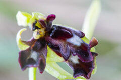 Lusus d’Ophrys mouche