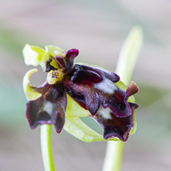 Lusus d’Ophrys mouche