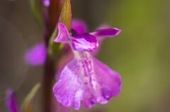 Orchis des marais