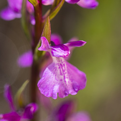 Orchis des marais