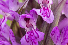 Dactylorhiza ×thellungiana