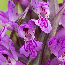 Dactylorhiza ×thellungiana