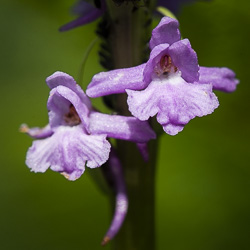 Gymnadenia x intermedia