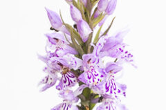Variations d’Orchis de Fuchs