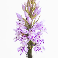 Variations d’Orchis de Fuchs