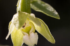 Epipactis à feuilles pendantes