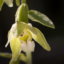 Epipactis à feuilles pendantes