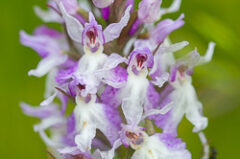 Orchidées du Creux-du-Van