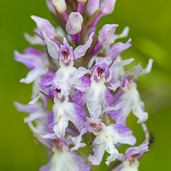 Orchidées du Creux-du-Van