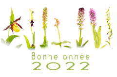 Vœux 2022