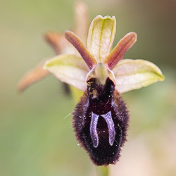 Orchidées de Malte